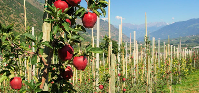Apfelanbau in Südtirol