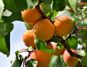 Aprikosenbaum