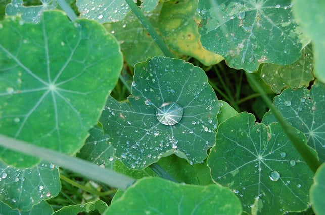 achte-darauf-deine-zucchini-pflanze-ausreichend-z-cc0-pixabay-mariecz-230510_download Achte darauf, deine Zucchini-Pflanze ausreichend zu wässern.