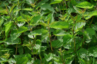 Nettles (Urtica Dioica) are effective medicinal plants - and grow in many of us in the garden.