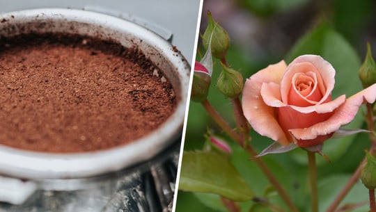 Kaffeesatz als Dünger: Für welche Pflanzen er sich eignet Kaffeesatz als Dünger: Für welche Pflanzen er sich eignet