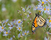 Insektensterben verhindern: Schmetterling, Blumenwiese
