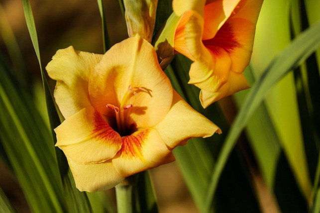 gladiolen-benoetigen-viel-naehrstoffe-fuer-ihre-grosse-cc0-pixabay-couleur-200517_download Gladiolen benötigen viel Nährstoffe für ihre großen Blüten.