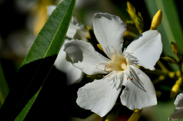 wie-oft-du-deinen-oleander-umtopfen-musst-haengt-a-cc0-pixabay-papazachariasa-220625_download Wie oft du deinen Oleander umtopfen musst, hängt auch von der Sorte ab.