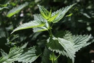 auch-die-brennnesseln-nutzen-ameisensaeure-als-teil-cc0-pixabay-planet_fox-190816_download Auch die Brennnesseln nutzen Ameisensäure als Teil ihrer Giftmischung.