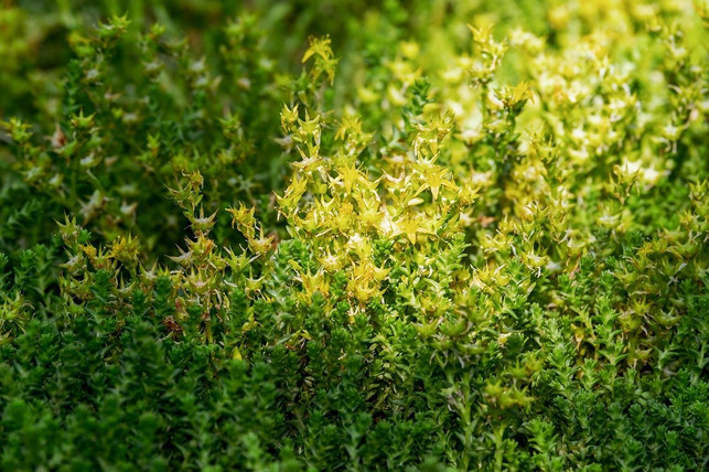 mauerpfeffer-heisst-mit-botanischem-namen-sedum-ac-cc0-pixabay-couleur-200324_download Mauerpfeffer heißt mit botanischem Namen "Sedum acre".