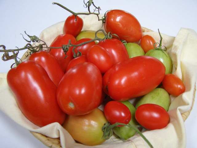 Flaschentomaten kannst du ab Juli regelmäßig ernten.