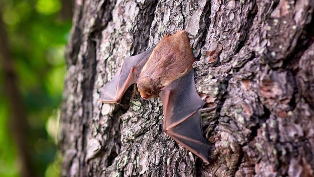 fledermaus-gefunden-cc0-pixabay-cparks-191209 Fledermaus gefunden