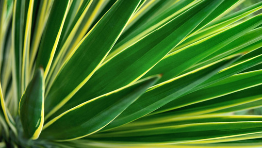 yucca-palme-pflegen-colourboxde--3293-250917 yucca palme pflegen