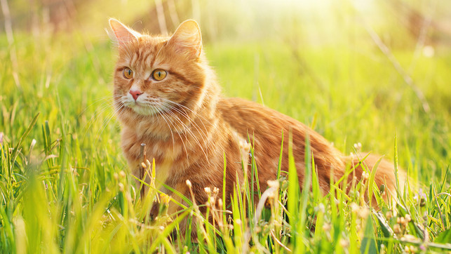 shutterstock_275540264_1280x720px Katze füttern: Auf diese 4 Dinge solltest du achten
