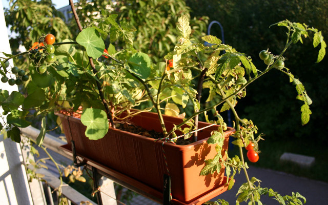 balkon-beflanzen-tomate-balkonkasten-x_Till-Westermayer_CC-BY-SA-2.0_160405_1280x800 Geht ganz einfach: Balkonkasten bepflanzen mit Tomaten