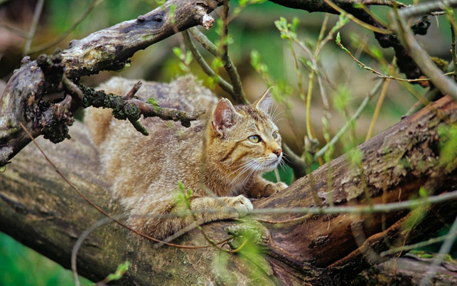 urwald-europa-nationalpark-hainich-z-Thomas-Stephan-www.thomas-stephan.com-180119-1280x800 Urwald im Nationalpark Hainich