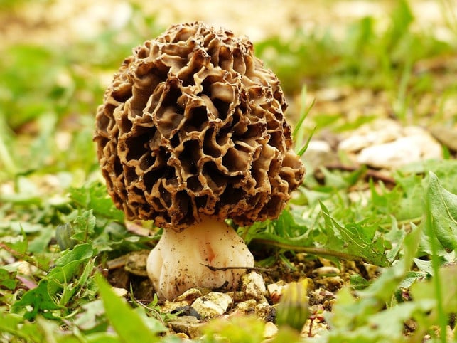 speisemorcheln-haben-eine-sehr-charakteristische-k-cc0-pixabay-jastra-201104_download Speisemorcheln haben eine sehr charakteristische Kappe.