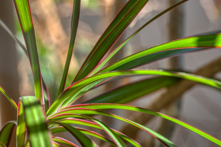 glücksfeder pflegen Glücksfeder (Zamioculcas)