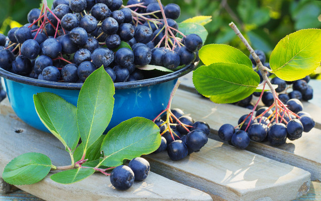blackfood-aronia-w-oksanka8306-170329-1280x800