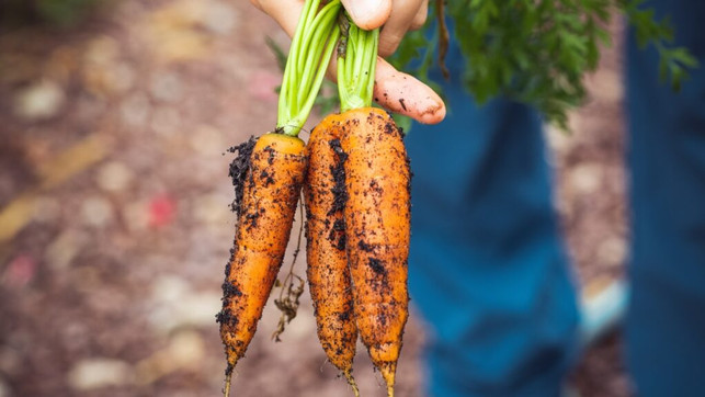wv-urbangardening-us-markus-spiske-II-270421-1280x720-1-1024x576-2 Weltverbesserer