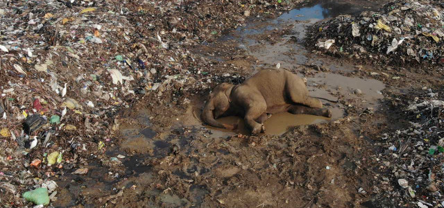 Sri Lanka, Ampara: Der Körper eines wilden Elefanten liegt in einer offenen Mülldeponie im Dorf Pallakkadu im Bezirk Ampara, etwa 210 Kilometer östlich der Hauptstadt Colombo.