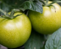 Grüne Tomaten: 2 Rezepte und was du wissen solltest
