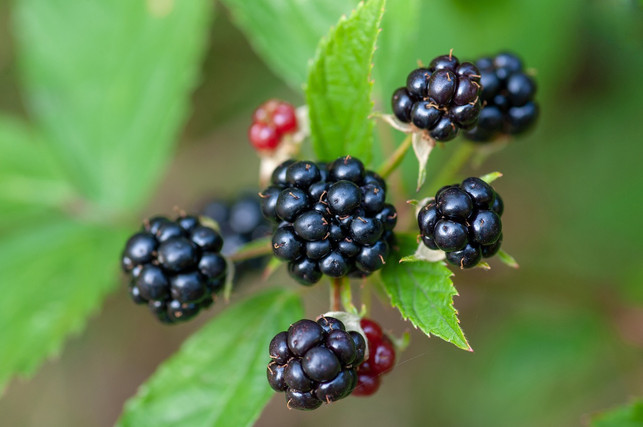 brombeeren-sind-bienenfreundliche-pflanzen-die-bi-cc0-pixabay-andrzejrembowski-210420_download Brombeeren sind bienenfreundliche Pflanzen, die Bienen im Frühling versorgen.