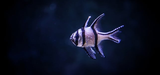 Banggai-Kardinalbarsch, Pterapogon kauderni