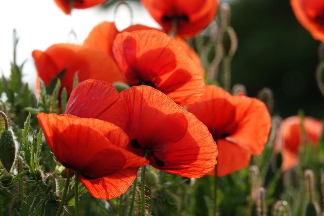 auch-mohnblumen-saeen-sich-jedes-jahr-selbst-aus-cc0--pixabay--uschi_du-250623_download Auch Mohnblumen säen sich jedes Jahr selbst aus.