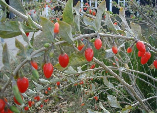 600px-lycium-barbarum-fruits Goji-Beeren: Sträucher an der Küste Jütlands