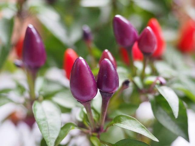 chilis-wachsen-gut-im-heimischen-garten-cc0-pixabay-hans-190228_download Chilis wachsen gut im heimischen Garten.