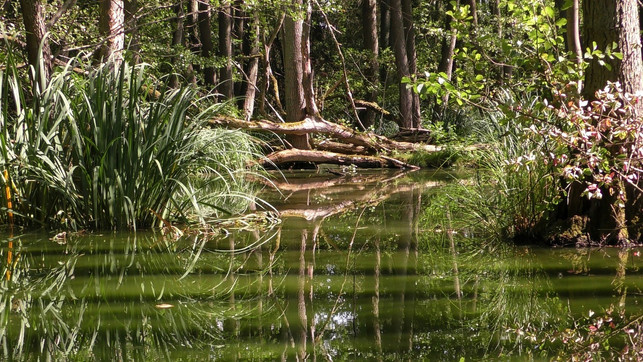der-amazonas-regenwald-ist-von-der-abholzung-bedro-cc0pixabayandyfaeth-200221_download Der Amazonas-Regenwald ist von der Abholzung bedroht.