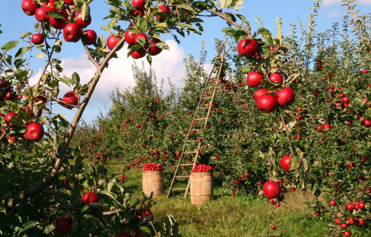 Apples are healthy and also lower blood sugar.