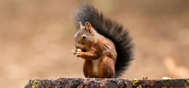 Wie du Eichhörnchen jetzt am besten helfen kannst (Foto: Silas Stein/dpa/dpa-tmn) Ein Eichhörnchen sitzt auf einem Baumstumpf und hält eine Nuss in seinen Vorderpfoten.