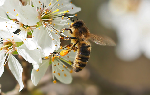 schlehenblueten-bieten-bienen-reichlich-nektar-cc0-pixabay-esiul-180829_download Schlehenblüten bieten Bienen reichlich Nektar.