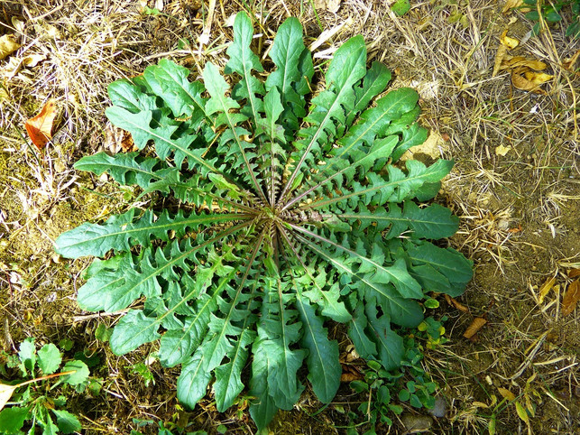 loewenzahn-ist-nicht-nur-an-seiner-gelben-bluete-so-cc0-pixabay-hans-240513_download Löwenzahn ist nicht nur an seiner gelben Blüte, sondern auch an seinen gezahnten Blättern leicht zu erkennen.