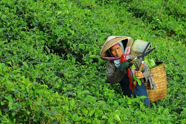 With calming tea from fair trade you support the workers on the tea plantations.