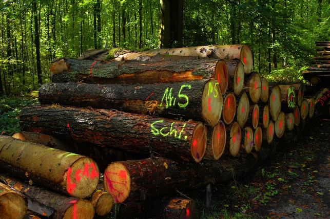 holznutzung-ist-ein-teil-von-nachhlatiger-forstwir-cc0pixabaykapa65-201128_download Holznutzung ist ein Teil von nachhlatiger Forstwirtschaft.
