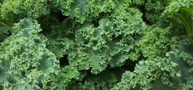 calcium-gruenkohl-pb-azboomer-170224-1280x600 In Grünkohl steckt viel Calcium.