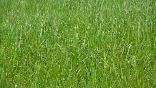 unkraut-im-rasen-cc0-pixabay-jaclou-dl-180528 Unkraut im Rasen