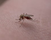 Mückenstich roter Kreis