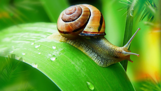 schneckenschleim-cc0-pixabay-krzysztofniewolny-221020 schneckenschleim