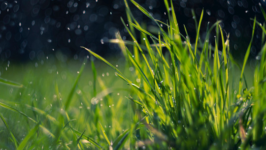 rasen-bewaessern-cc0--pixabay---meco--250812 rasen bewässern