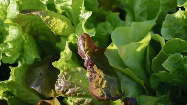 pfluecksalat-pflanzen-cc0-pixabay-reginal-210130 pflücksalat pflanzen