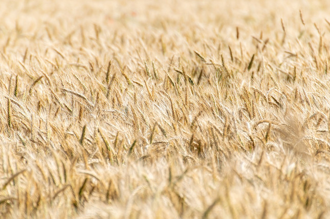 getreide-gehoert-nicht-mehr-nur-zu-den-futter-und-cc0-pixabay-coernl-230407_download Getreide gehört nicht mehr nur zu den Futter- und Lebensmitteln, sondern ist auch als Energiepflanze nutzbar.
