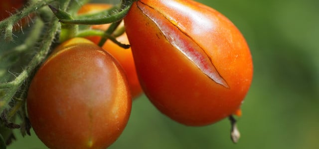 tomaten platzen risse verhindern