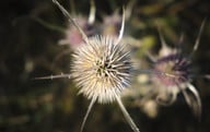 die-wilde-karte-wird-in-der-heilkunde-eingesetzt-cc0-pixabay-danielkirsch-200914_download Die Wilde Karte wird in der Heilkunde eingesetzt.