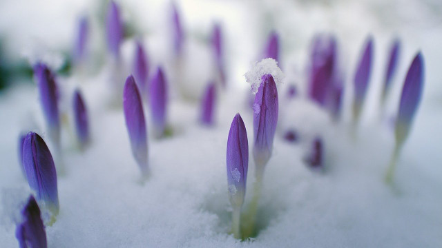 winterharte-blumen-cc0-pixabay-jplenio-200108 winterharte blumen