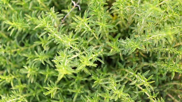 bohnenkraut-cc0-pixabay-photosforyou-190602 Bohnenkraut