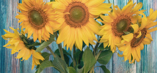 Sonnenblumen in der Vase: Mit diesem Trick halten sie länger