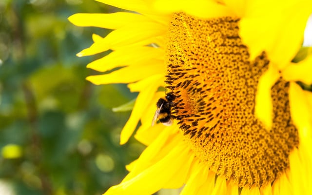 bienenweide-pflanzen-sonnenblume-pb-cc0-180412-1280x800 Bienenweide: Sonnenblume