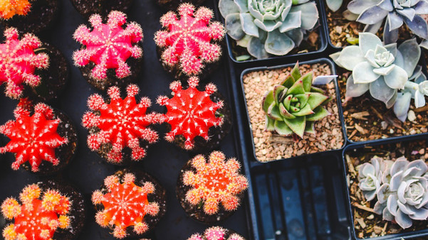 Agave: Richtig pflanzen und berwintern - Utopia.de