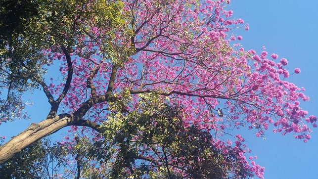 Lapacho tea: Because of its high-quality wood, the lapacho tree, like many other tropical woods, is affected by illegal deforestation.