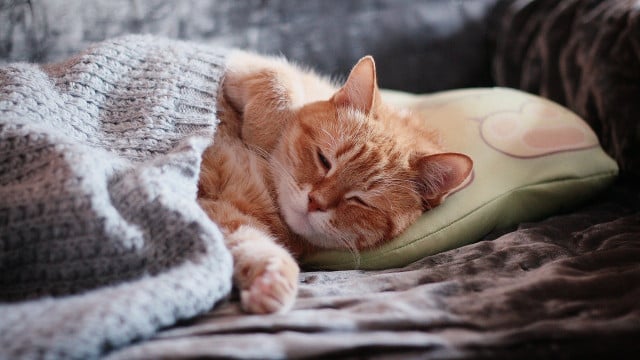 katze-adoptieren-cc0-pixabay-ircat-230320 Katze adoptieren